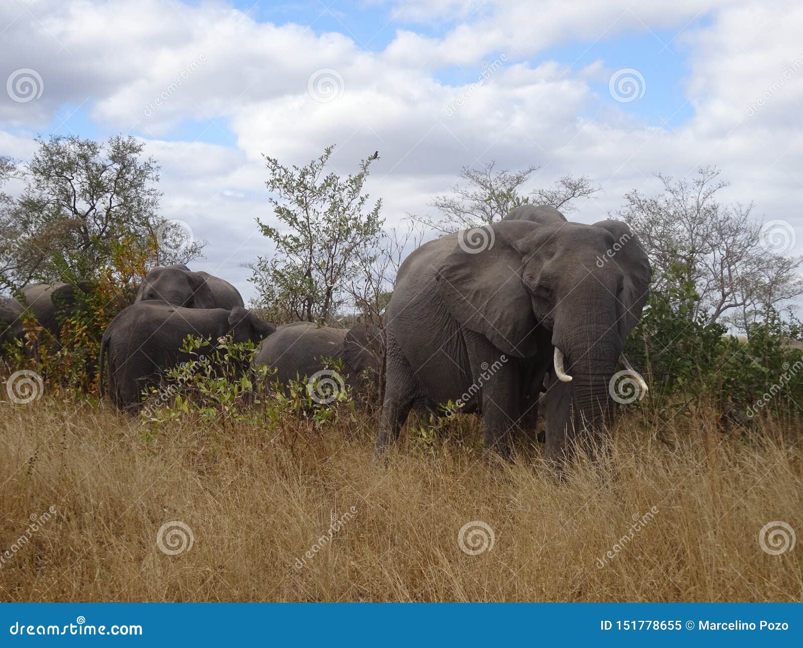 Elephant Interaction