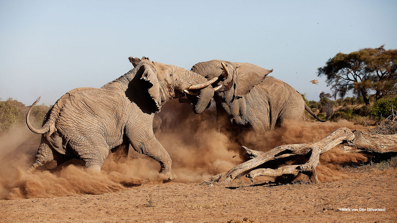 Elephant Research Camp