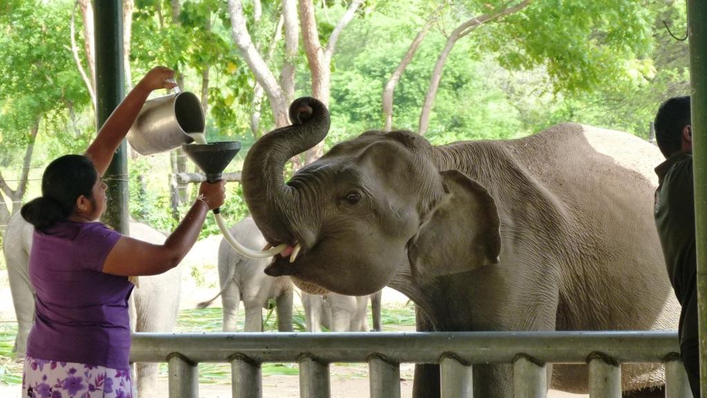 Elephant Transit Home