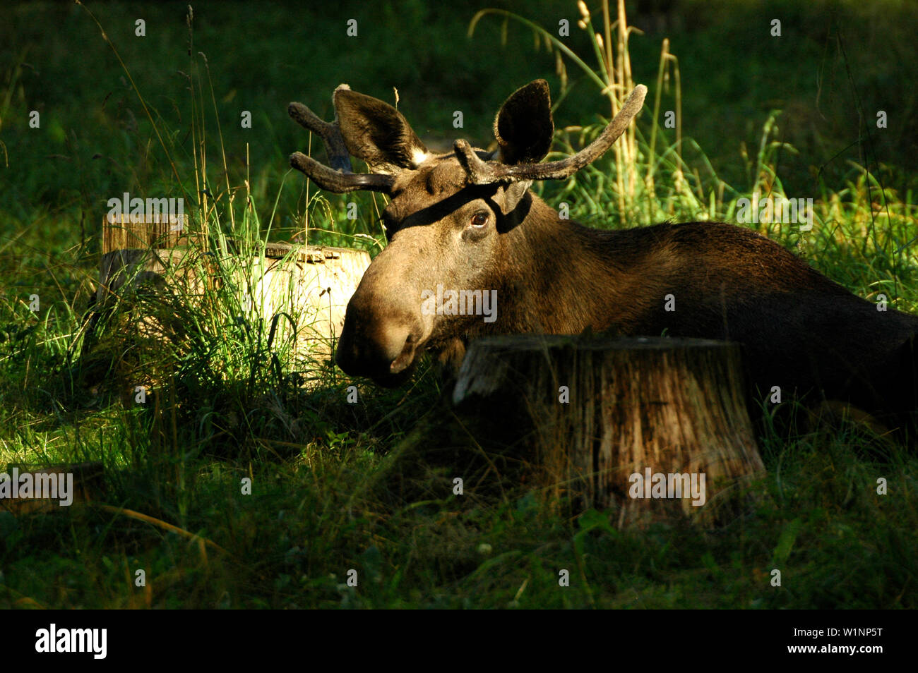 Elistvere Animal Park