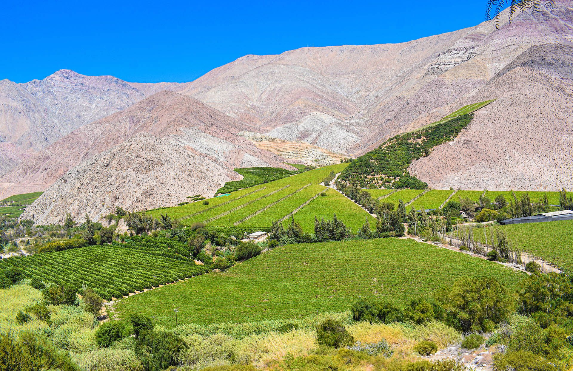 Elqui Valley wine tasting