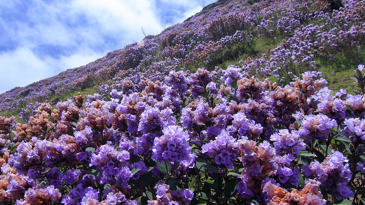 Eravikulam National Park