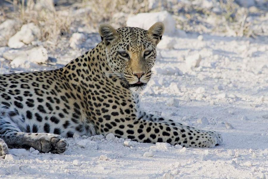 Etosha National Park Wildlife