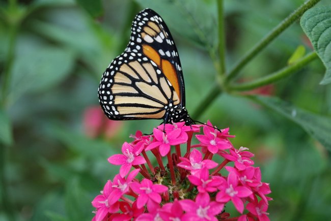 Explore Monteverde Butterfly Garden