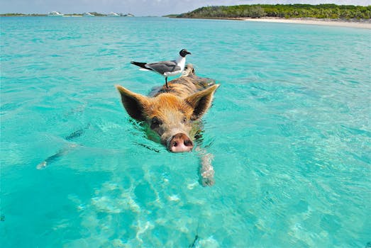 Exuma Cays Land and Sea Park