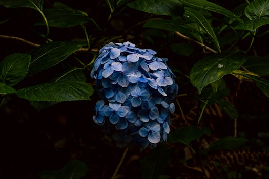 Faial Botanic Garden