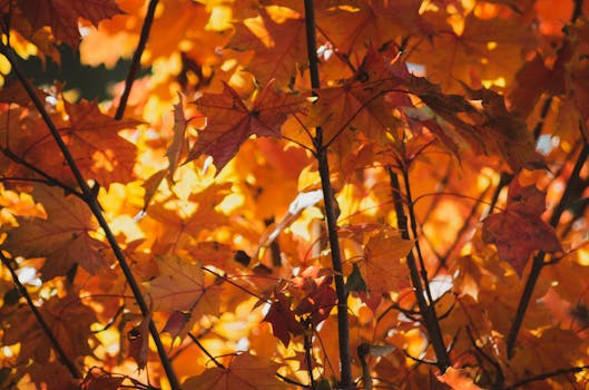 Fall Branch Falls