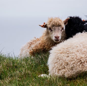 Faroese Wool Workshop