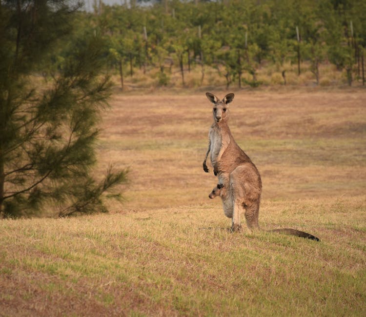 Featherdale Wildlife Park