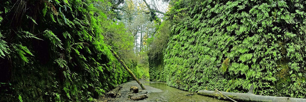 Fern Canyon