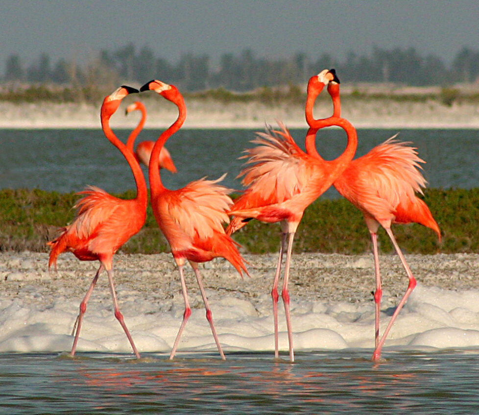 Flamingo Watching Tours