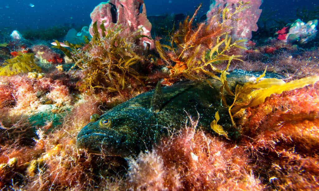 Flounder Bay