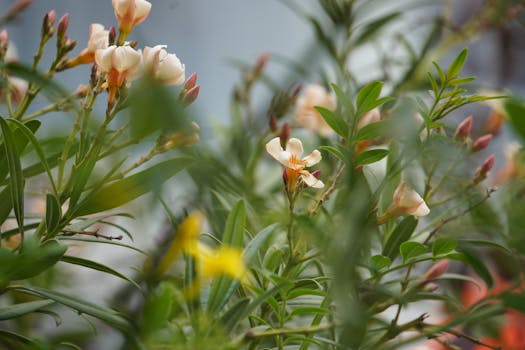 Flower Cultivation Areas