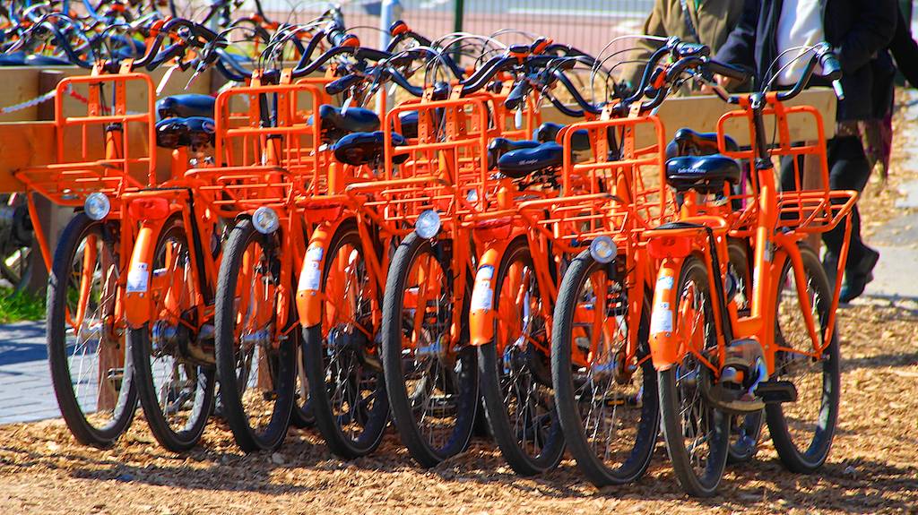 Flower Fields Cycling