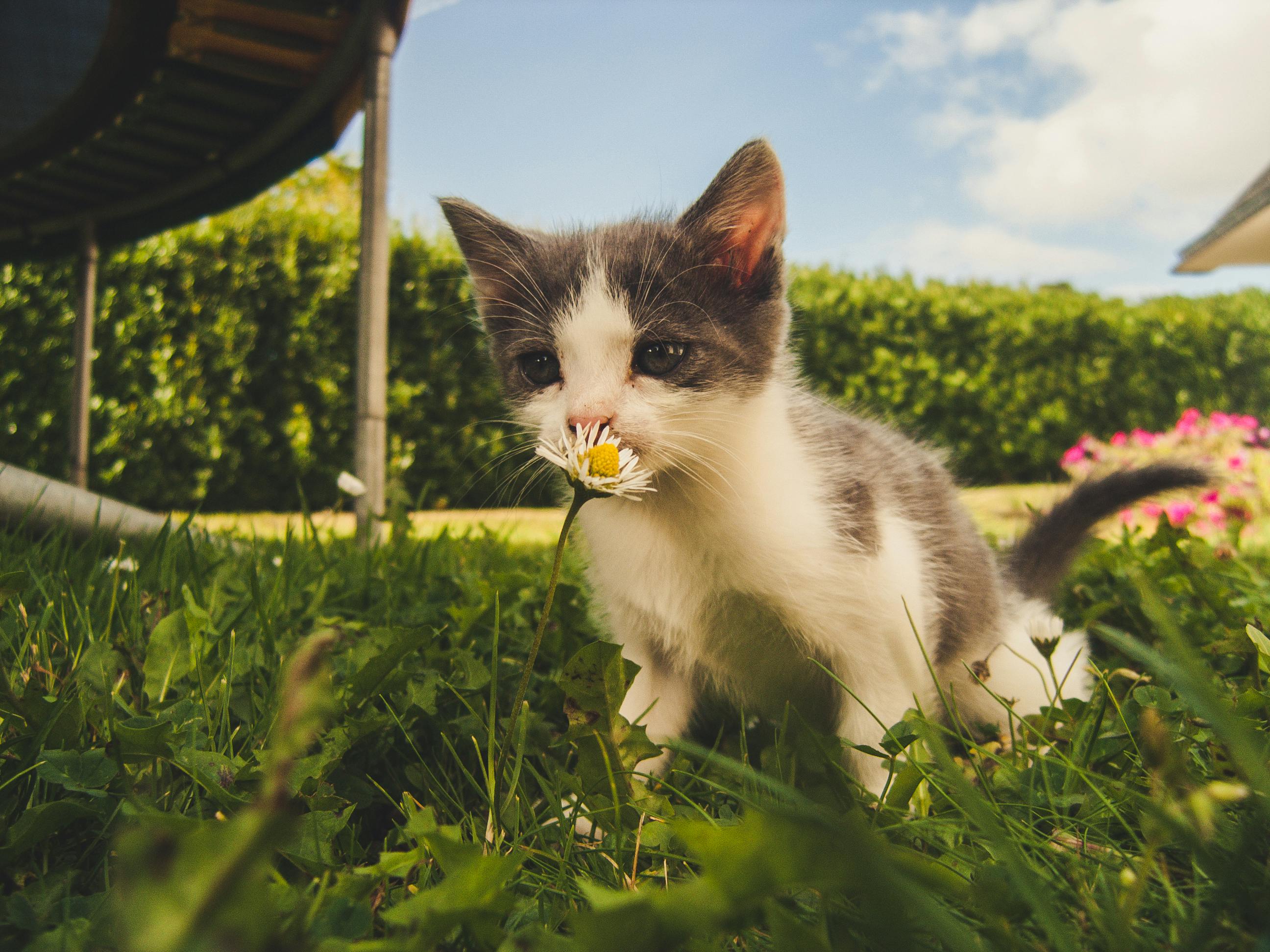 Flower Forest