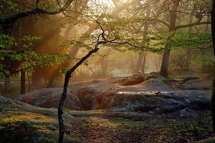 Fontainebleau Forest