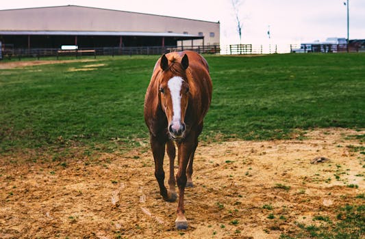 Foothills Equestrian Nature Center (FENCE)