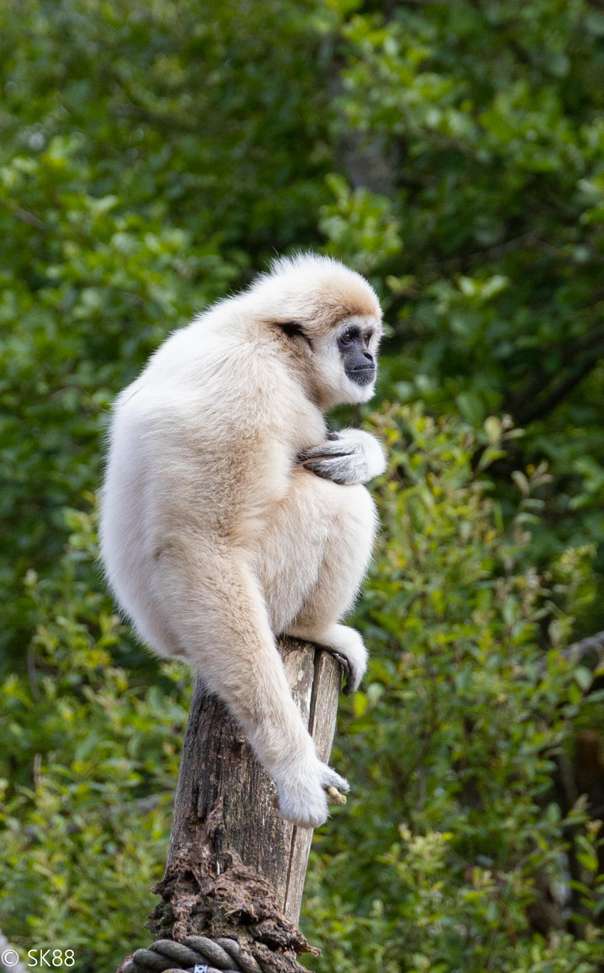 Fota Wildlife Park