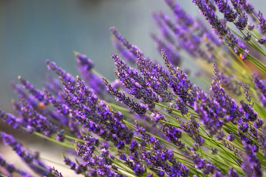 Fragrant Isle Lavender Farm & Shop