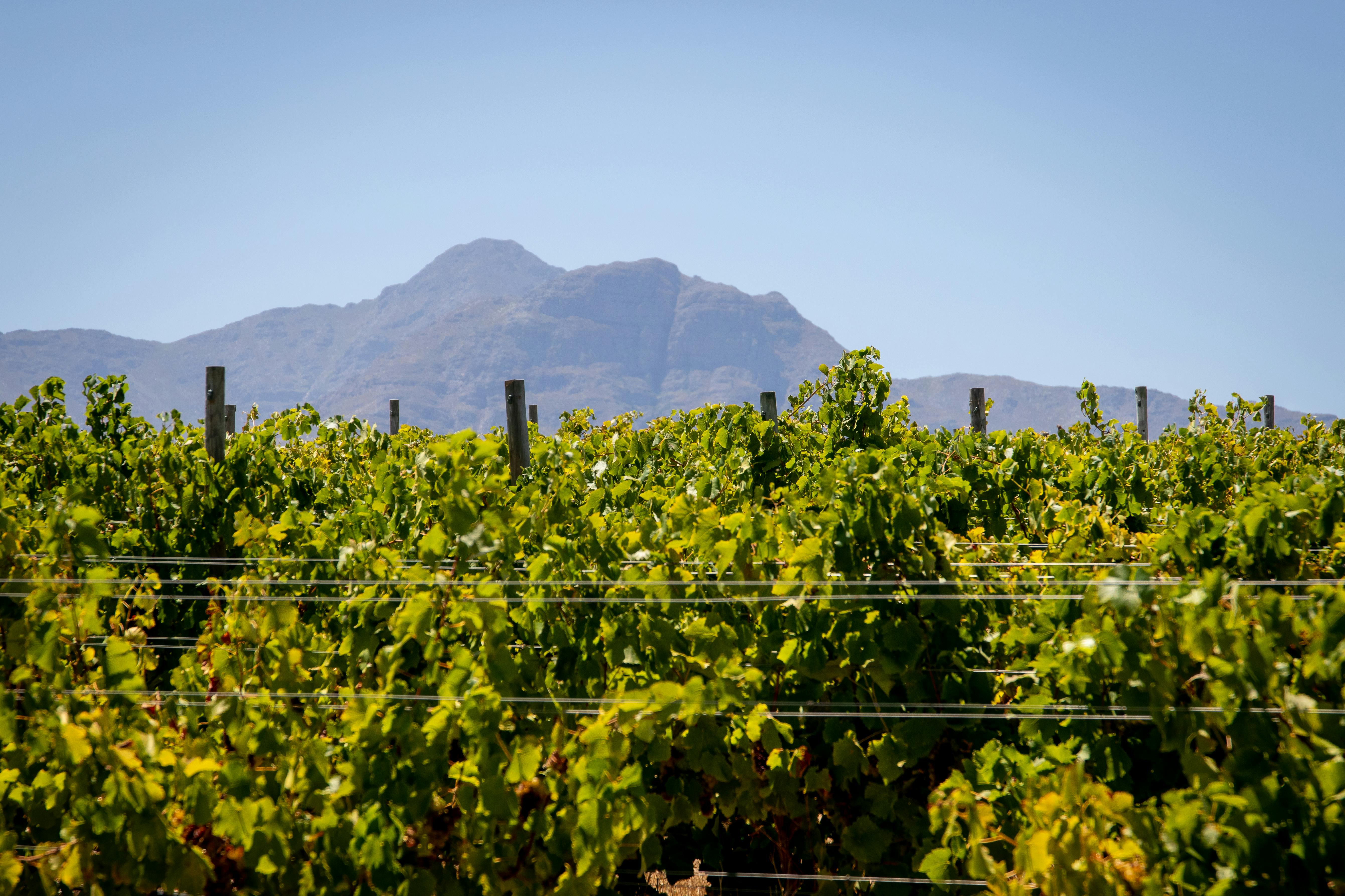 Franschhoek Wine Tram