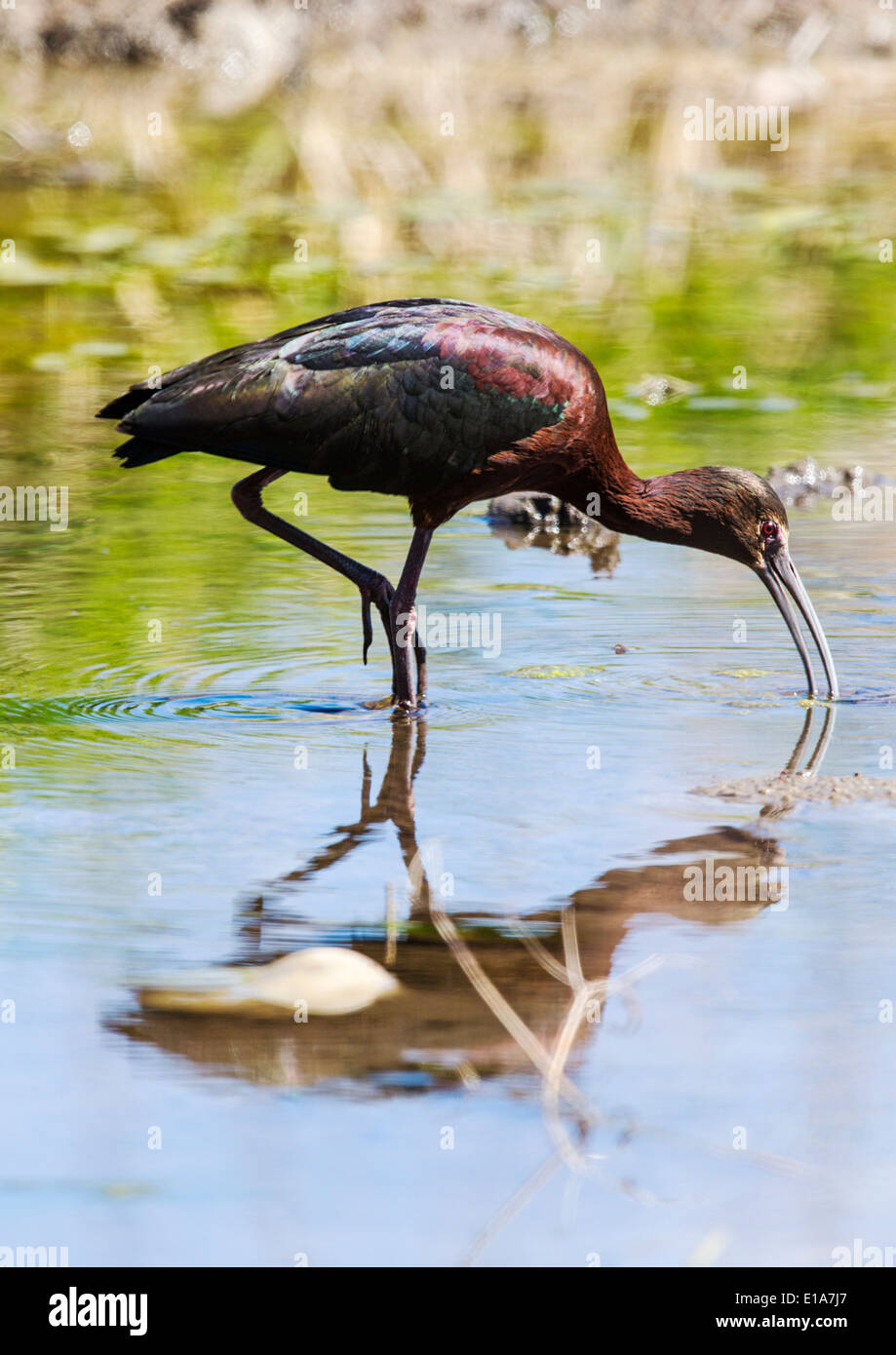 Frantz Lake State Wildlife Area