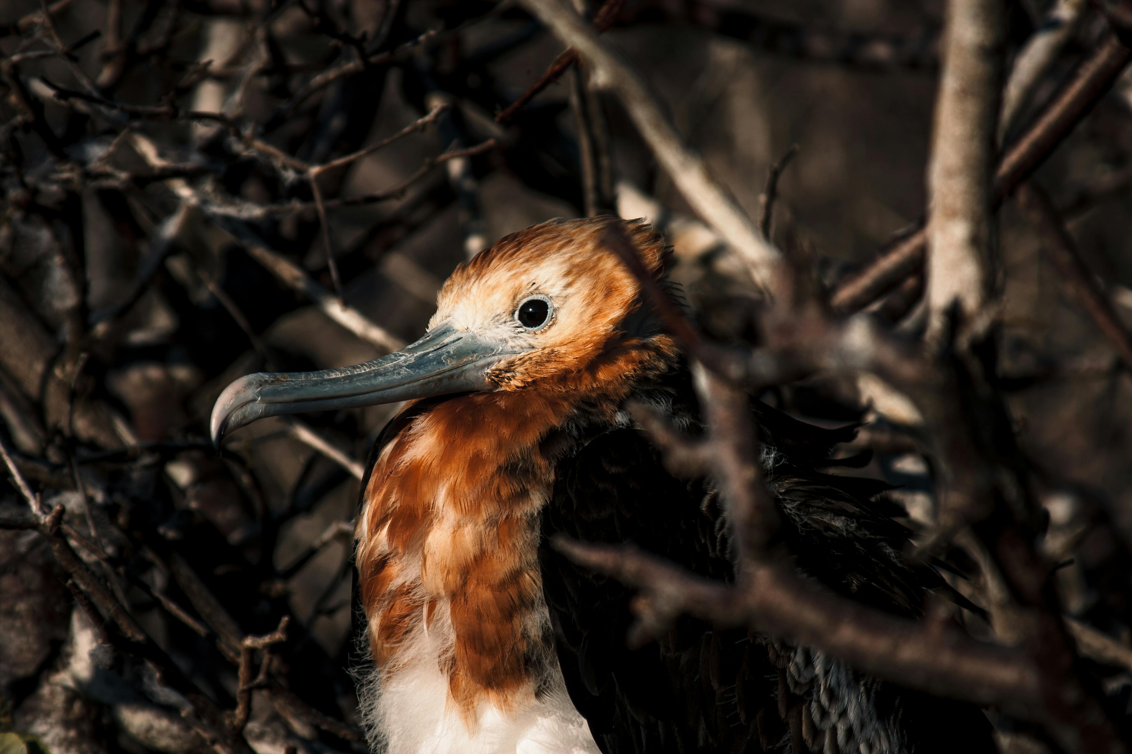 Frigate Bird Sanctuary