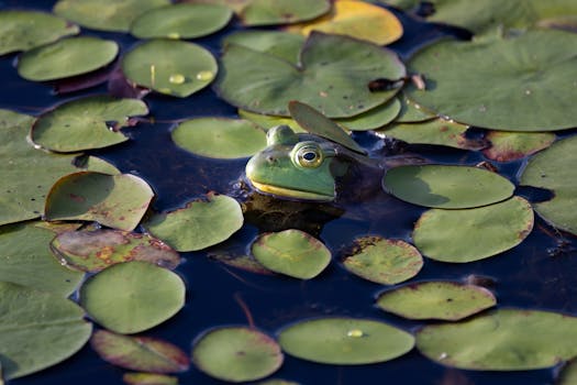 Frog Fantasies Museum