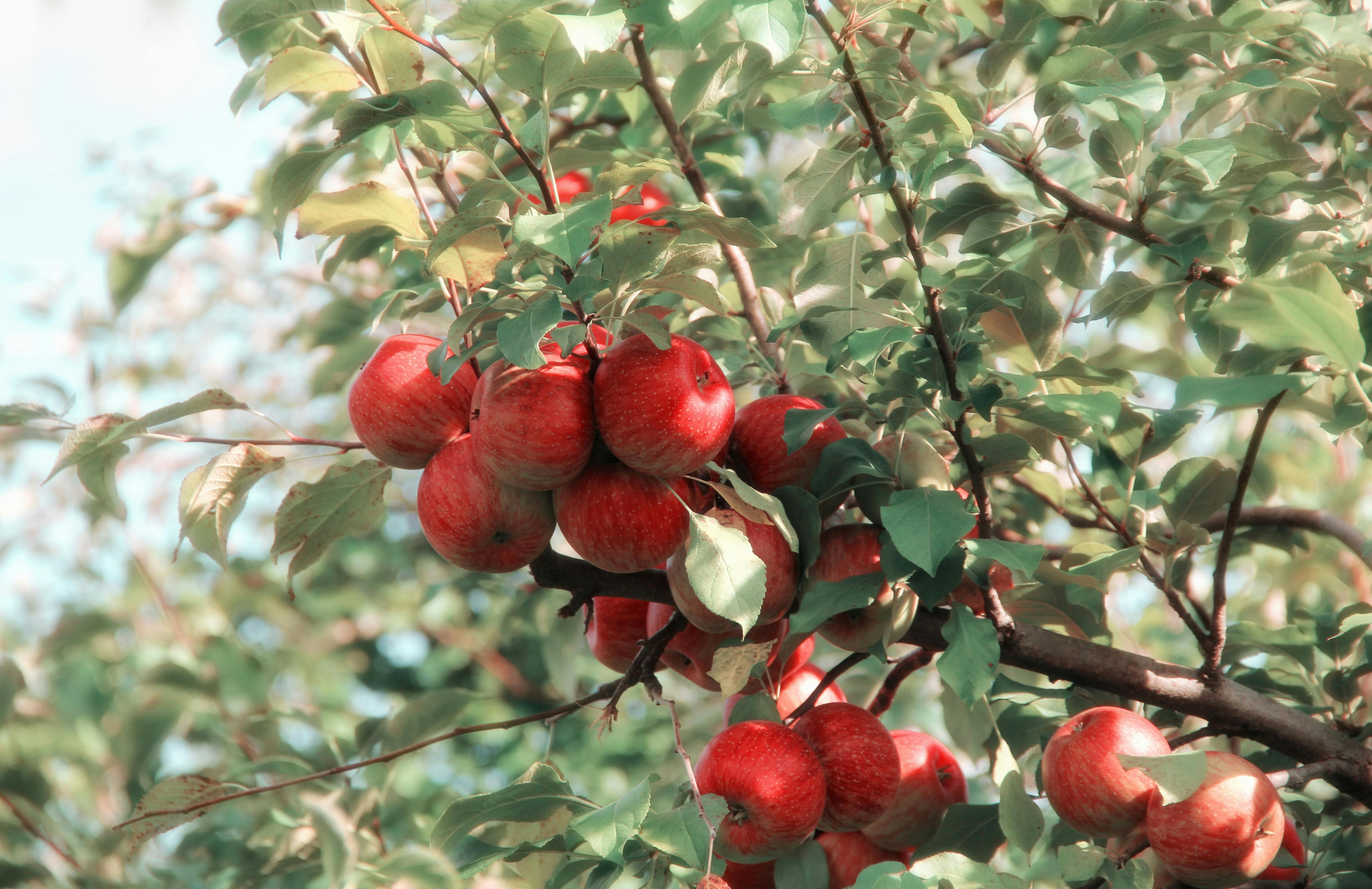 Fruit and Cider Route