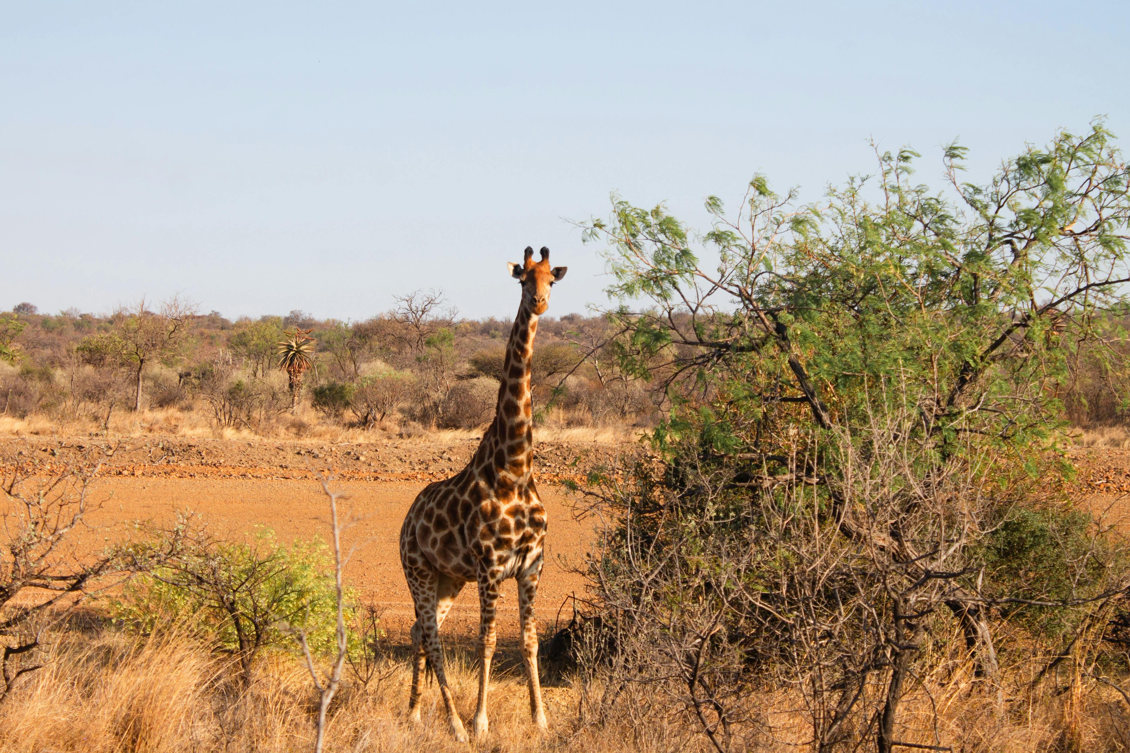 Gaborone Game Reserve