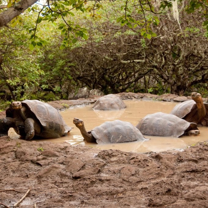 Galapaguera de Cerro Colorado