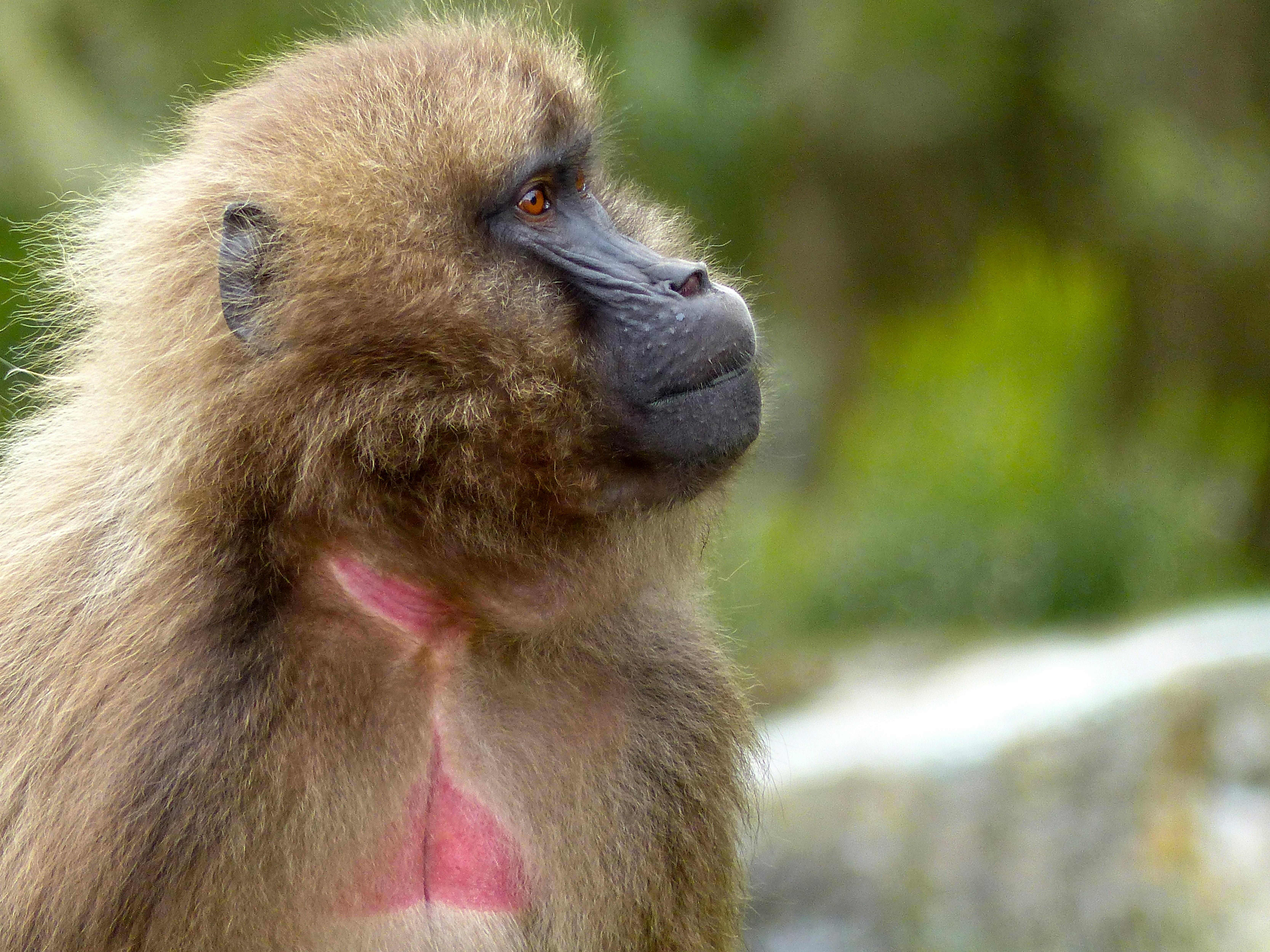 Gelada Baboons