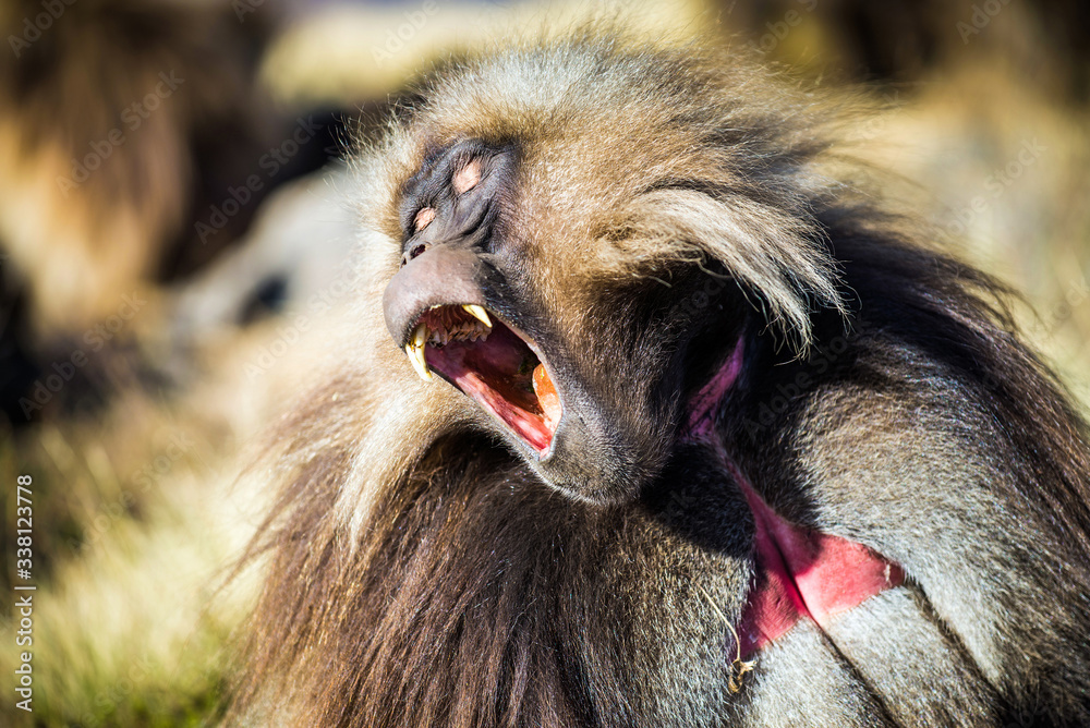 Gelada Baboons Viewing