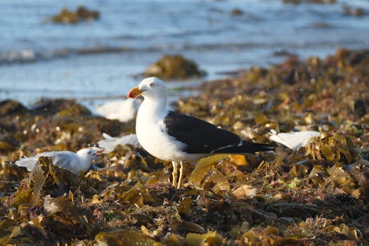 Geltwood Beach