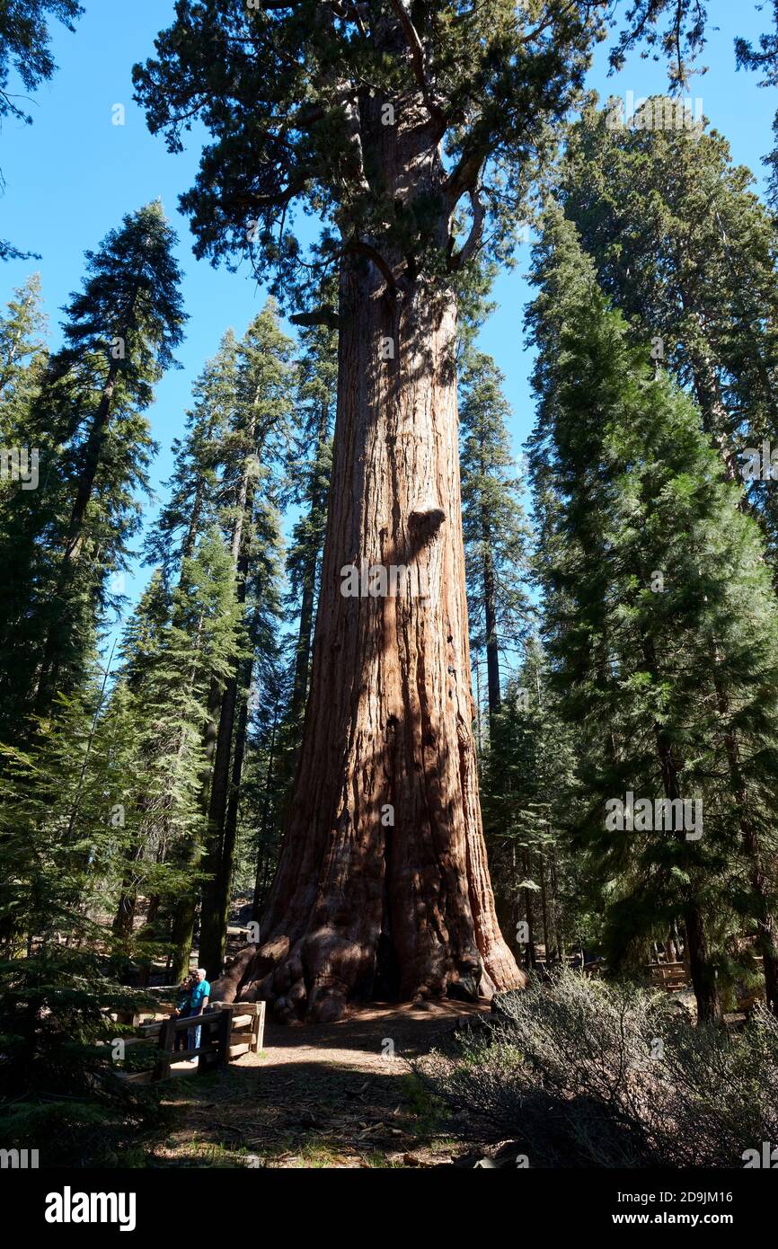 General Sherman Tree