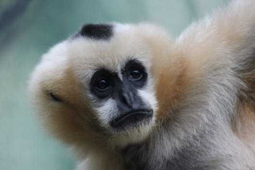 Gibbon Experience