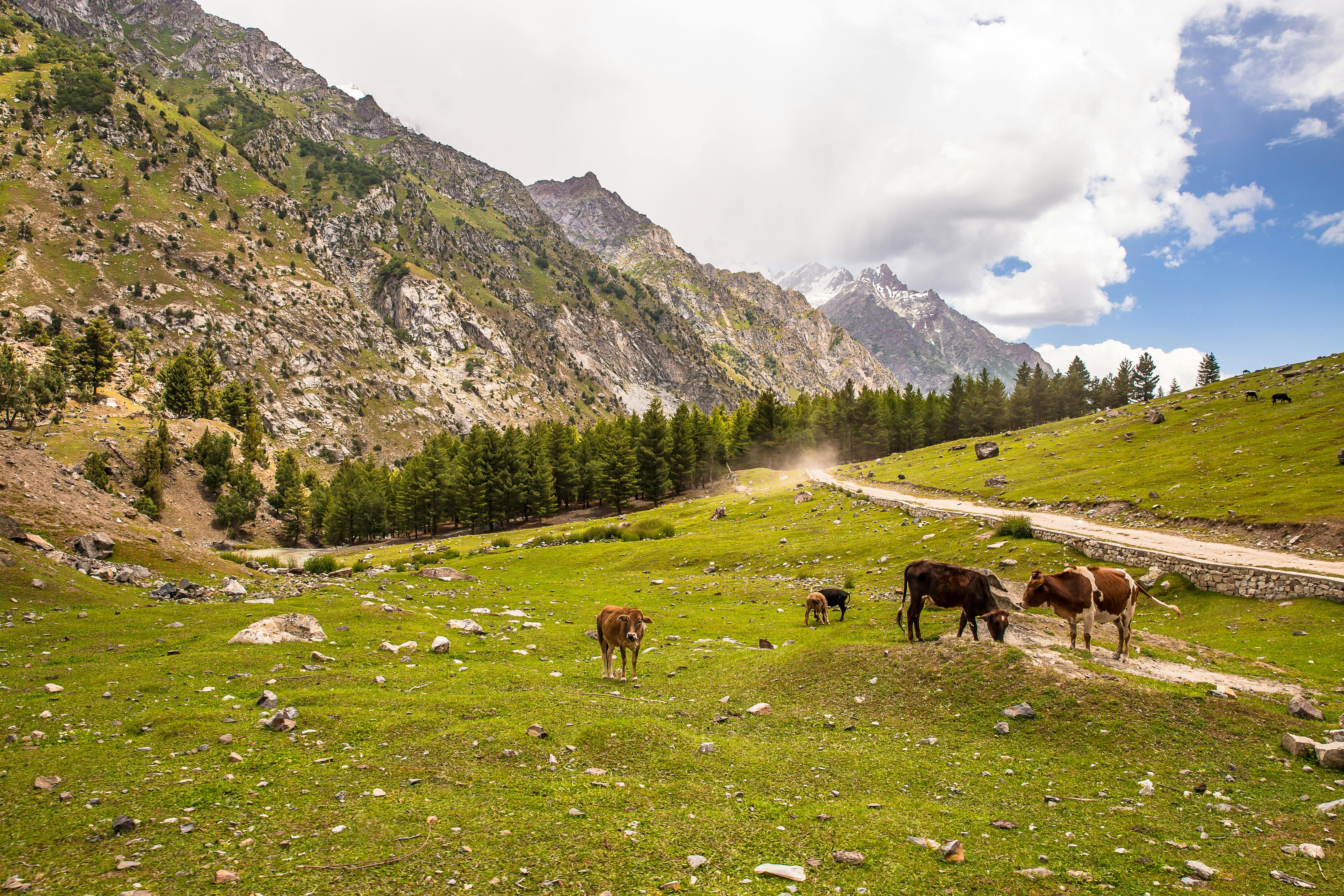 Gilgit Bazaar