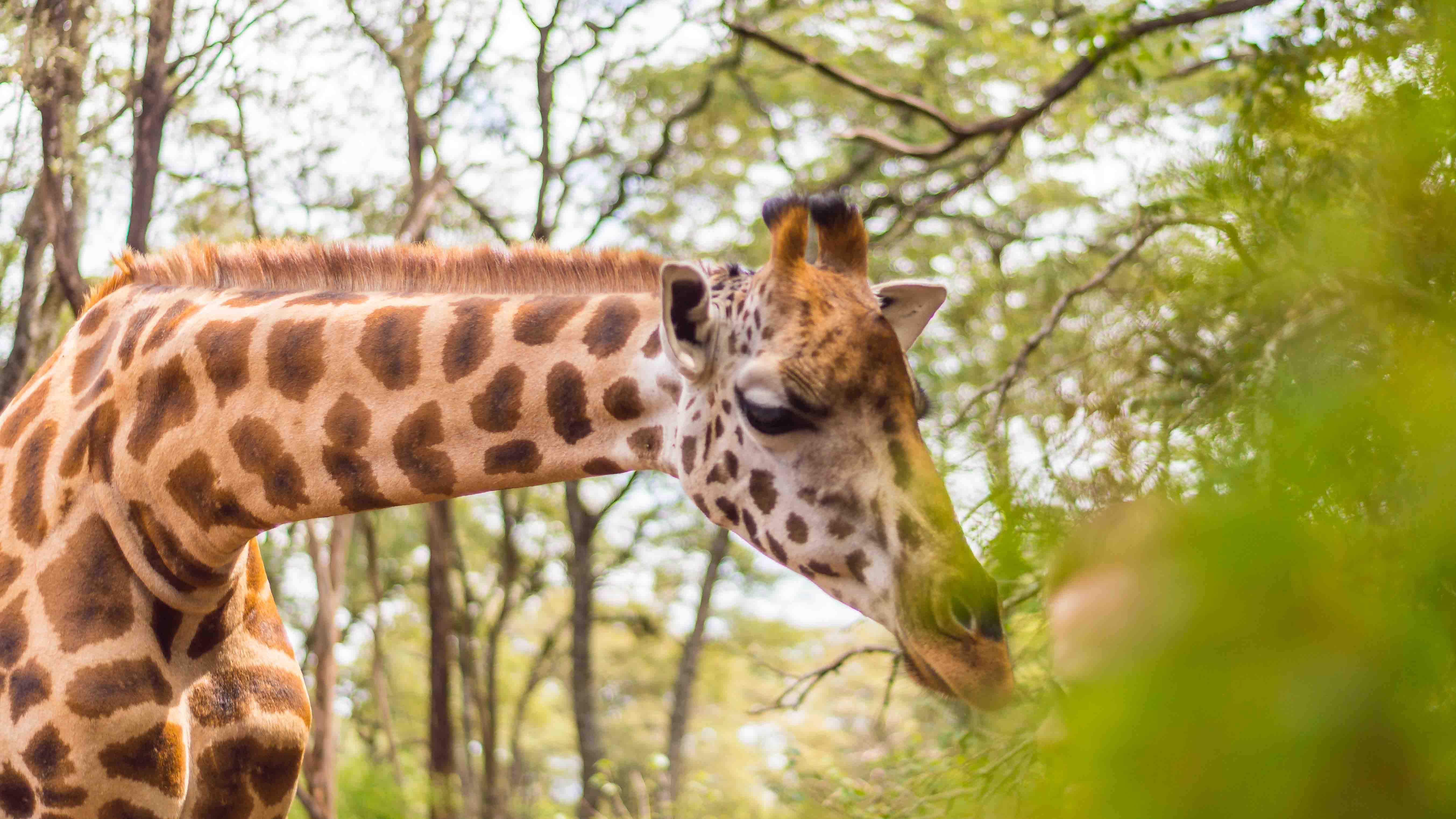 Giraffe Centre