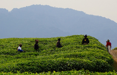 Gisakura Tea Estate