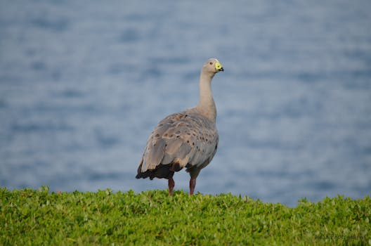 Goose Green Settlement