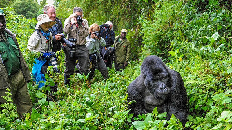 Gorilla Trekking