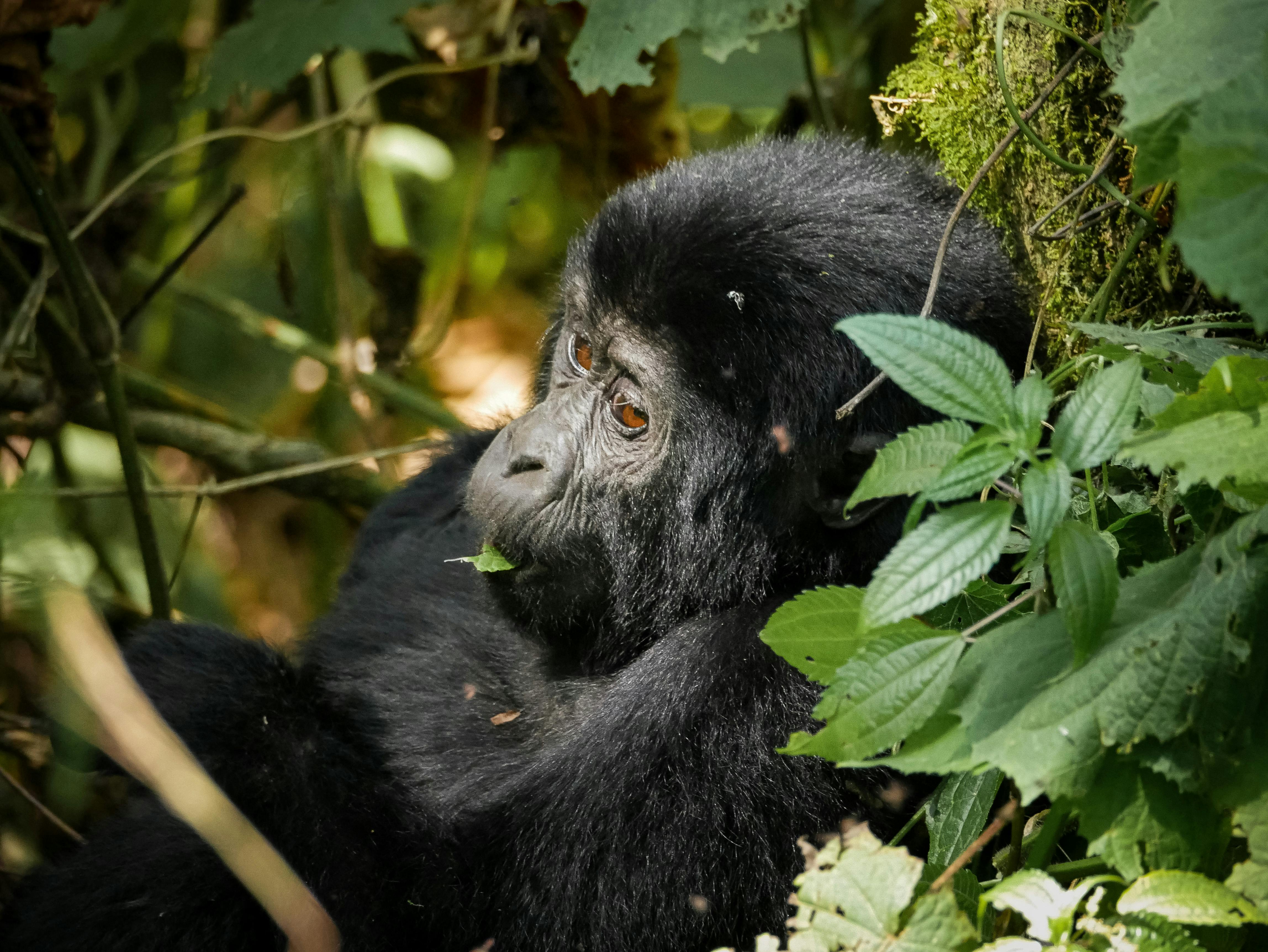 Gorilla Trekking in Bwindi