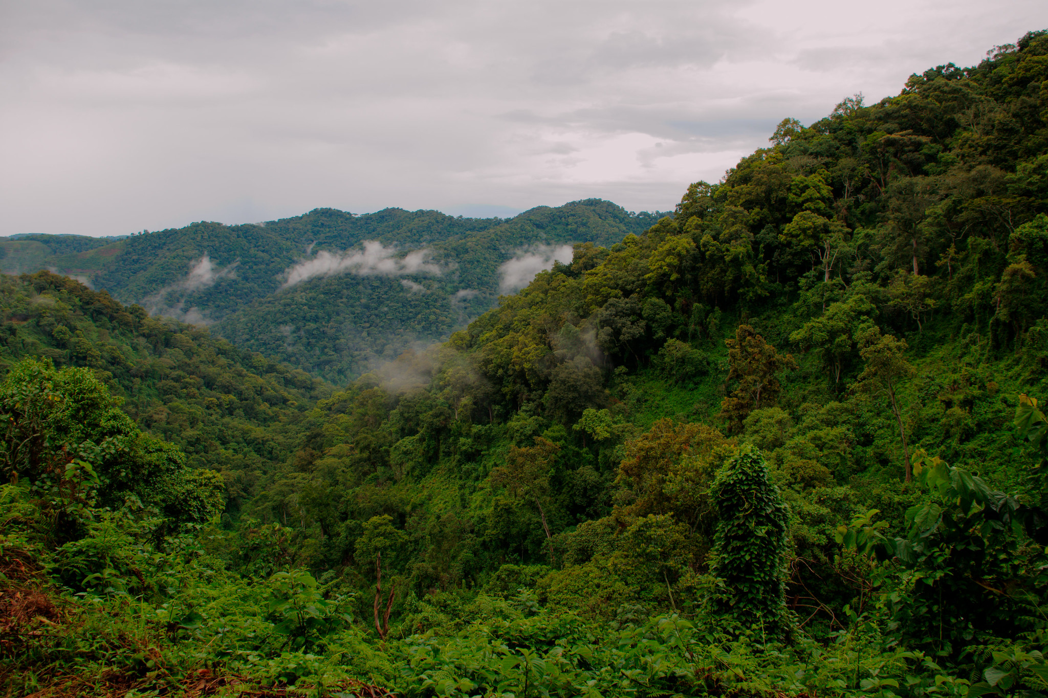 Gorilla Trekking in Bwindi Impenetrable National Park