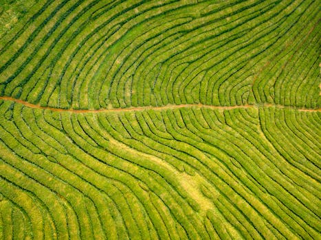 Gorreana Tea Plantation