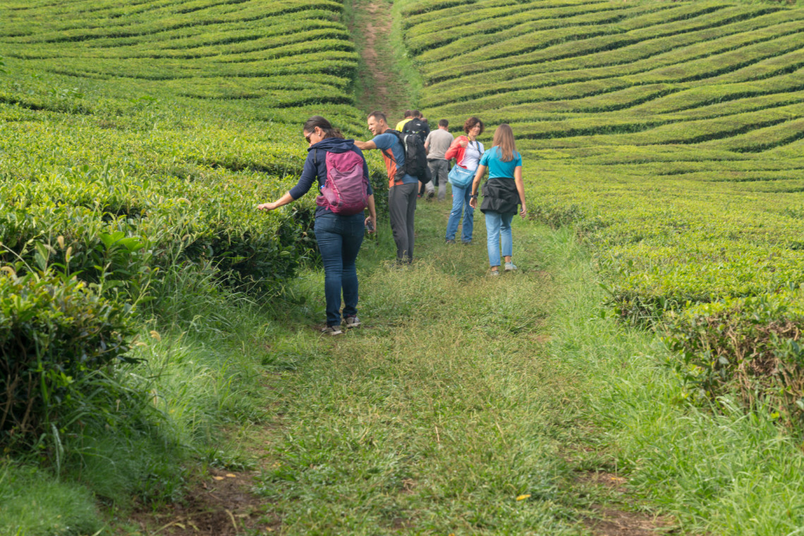 Gorreana Tea Plantation