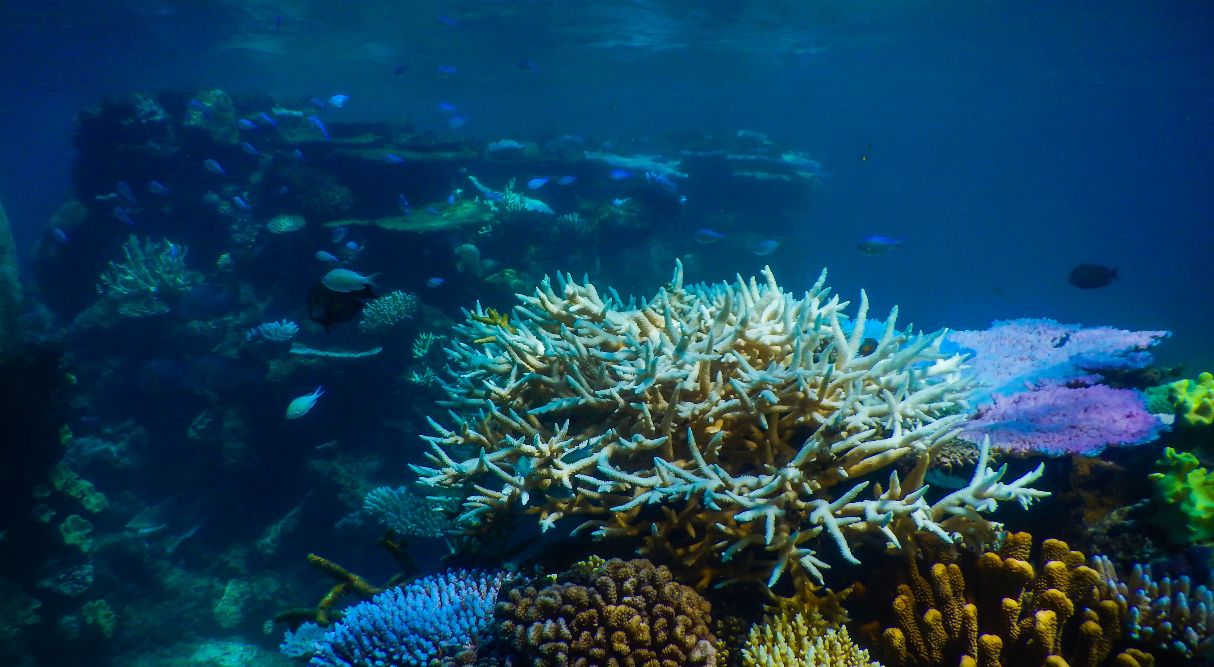 Great Barrier Reef