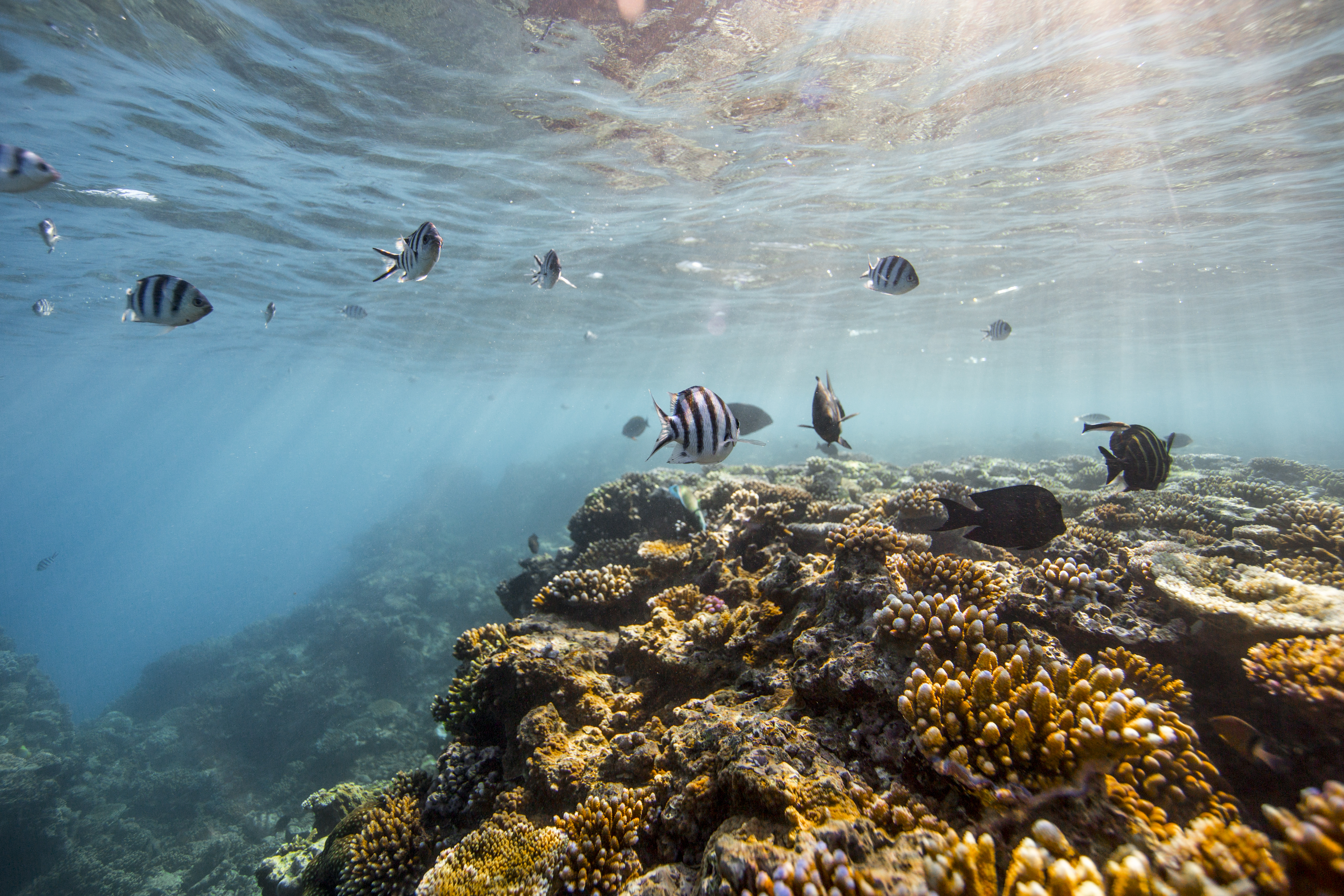 Great Barrier Reef