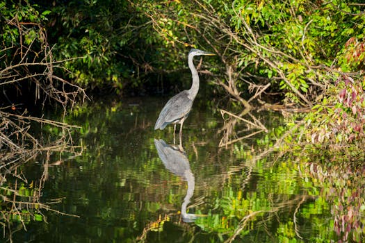 Great Marsh Preserve