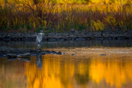 Great Swamp Sanctuary