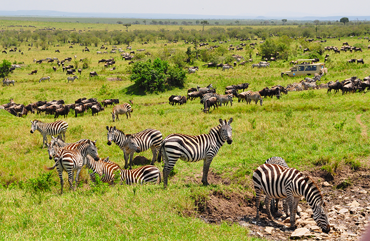 Great Wildebeest Migration