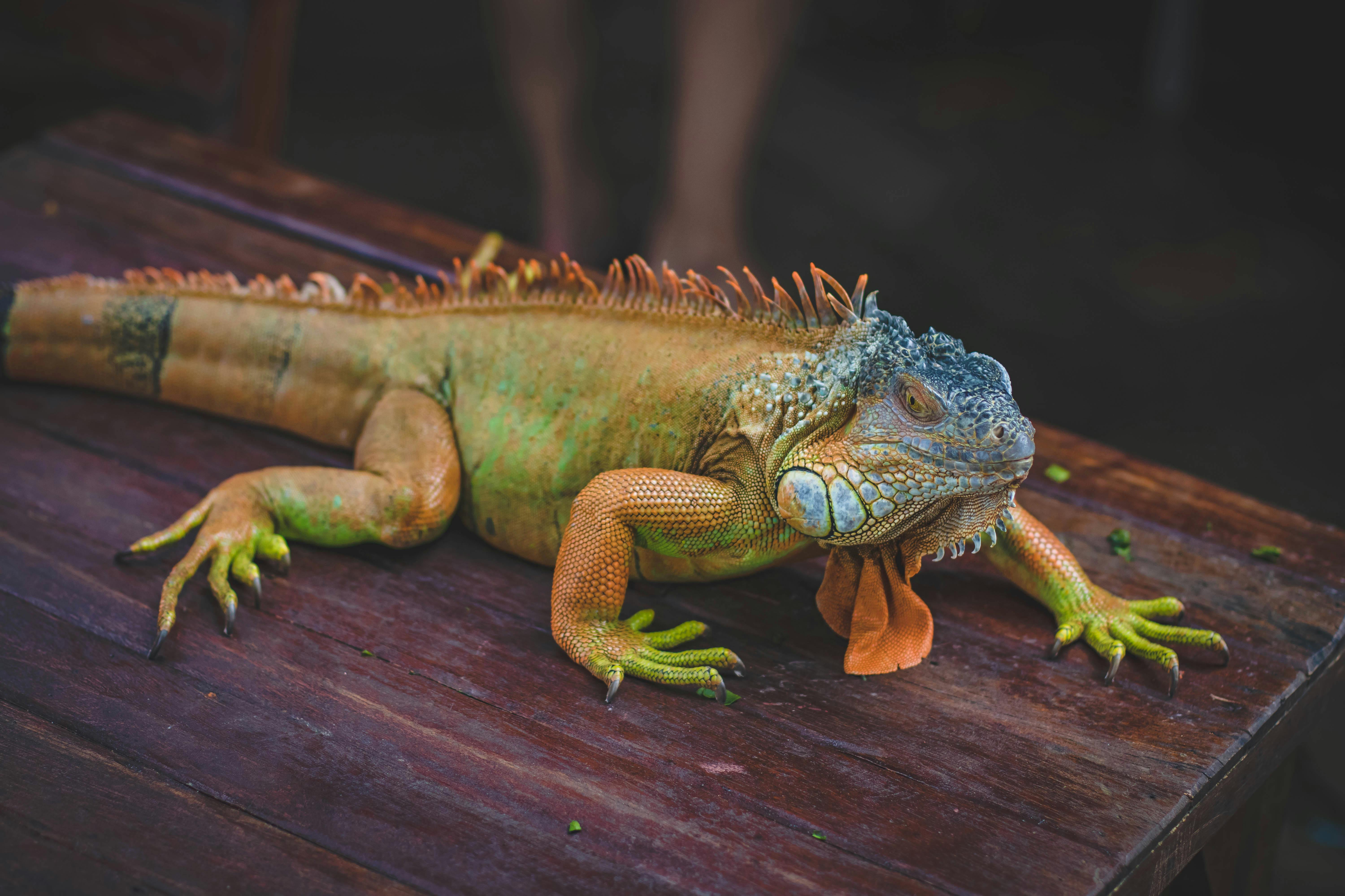 Green Iguana Conservation Project